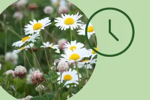 En illustration av en klocka mot en ljusgrön bakgrund. Till vänster visas en bild av sommarblommor.