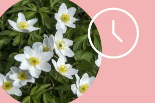 Summer flowers with a pink background and an illustration of a clock.